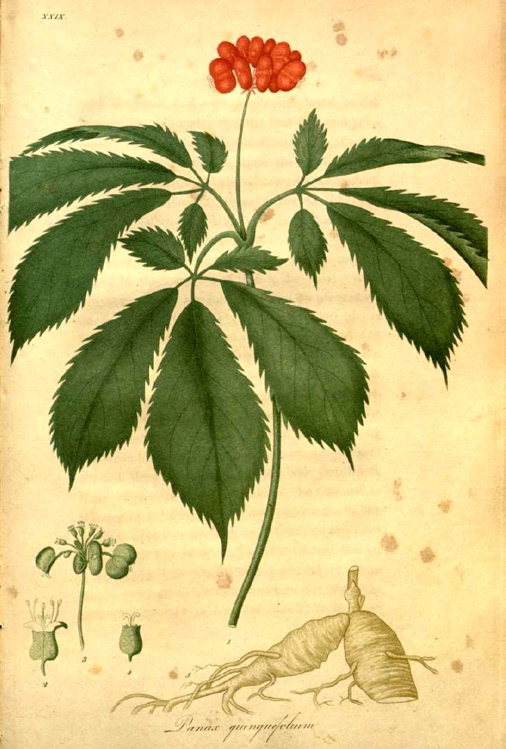 American ginseng