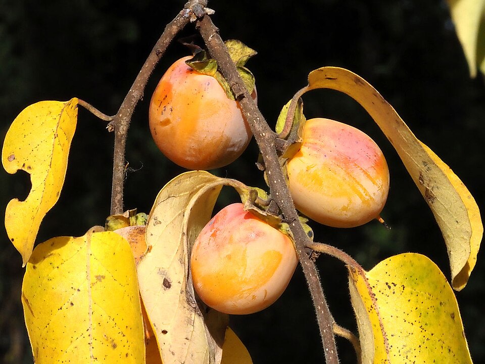 American persimmon