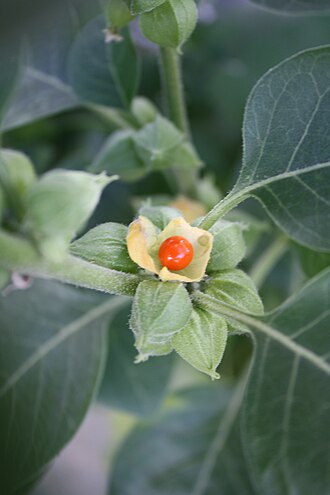 Ashwagandha