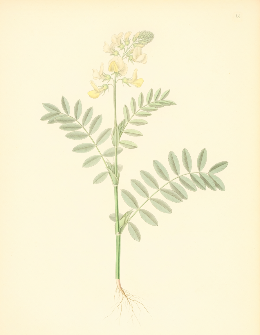Basil