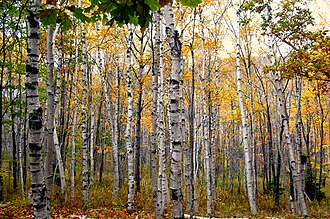 Paper birch