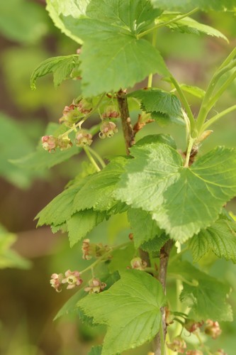 Black currant