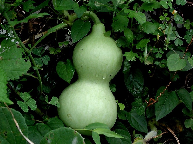 Bottle gourd