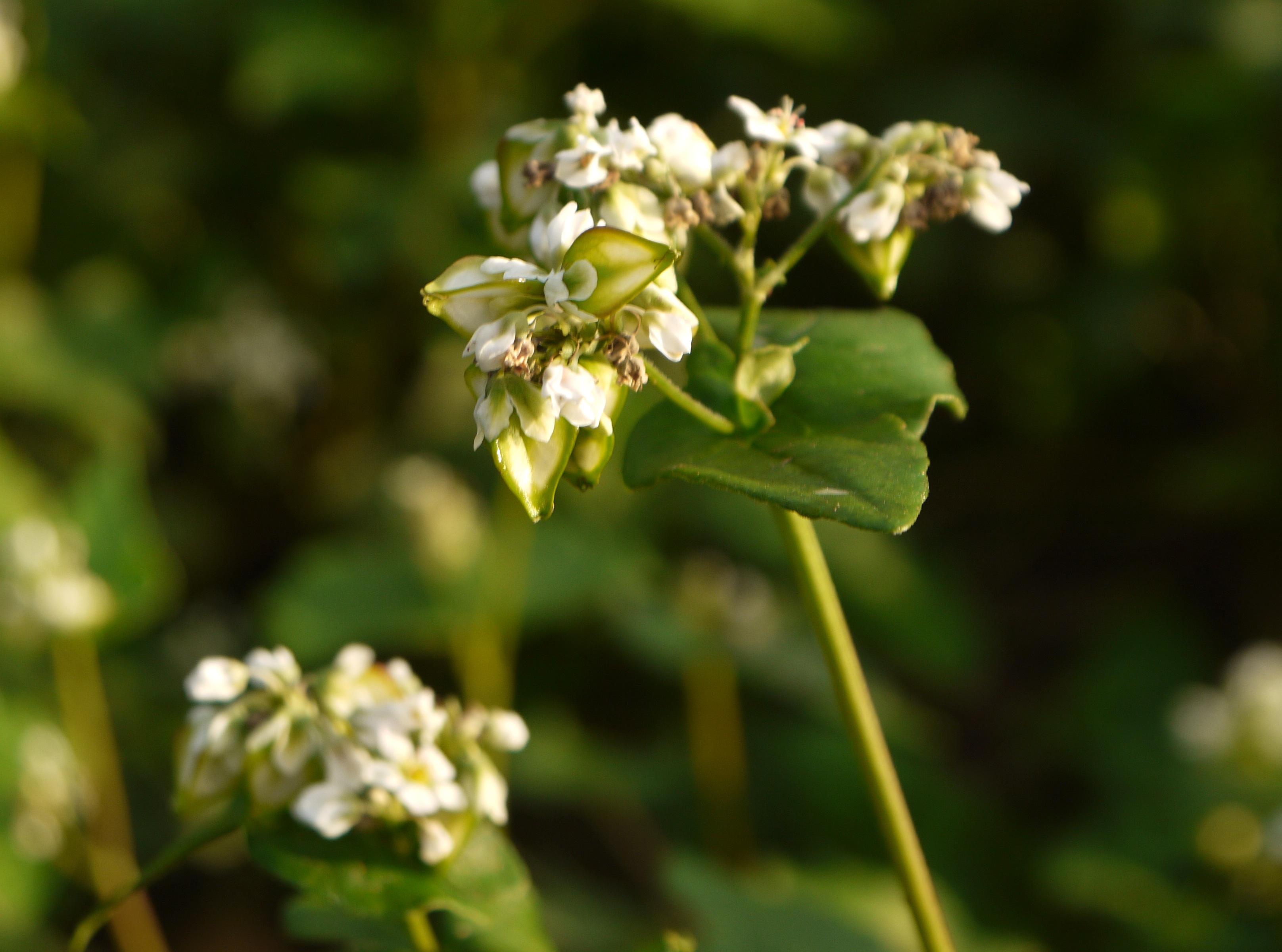 Buckwheat