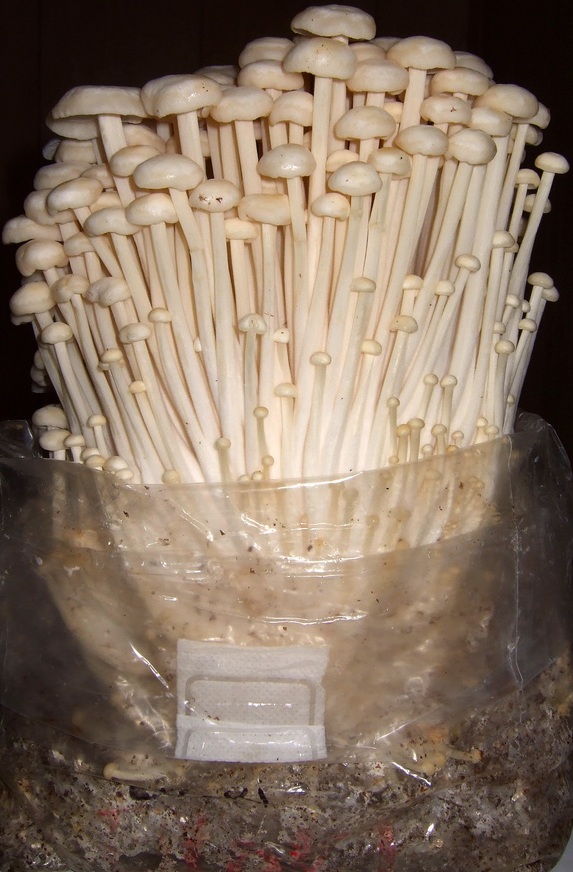 Enoki
