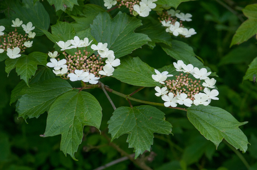 Highbush cranberry