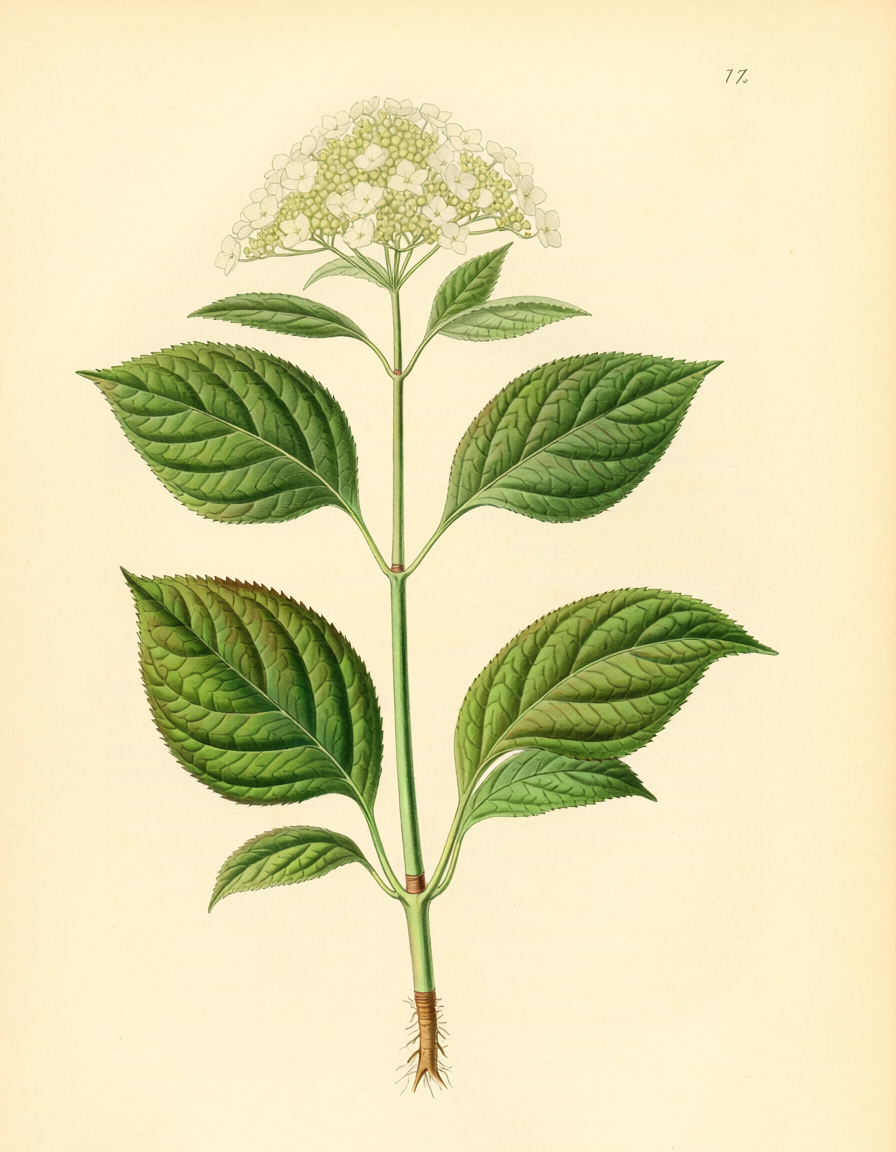 Hyssop