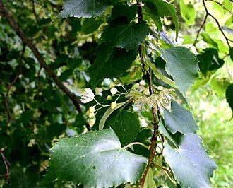 Littleleaf linden