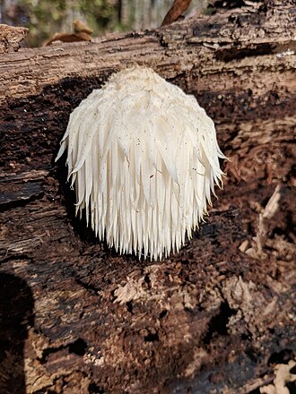 Lion's mane