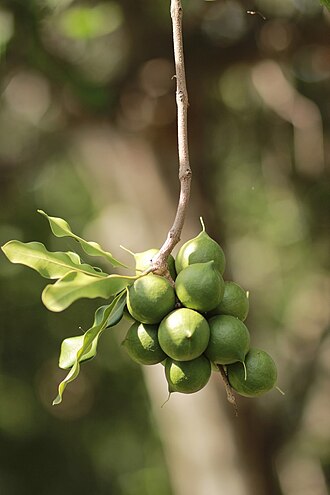 Macadamia