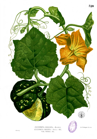 Hubbard squash