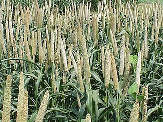 Pearl millet