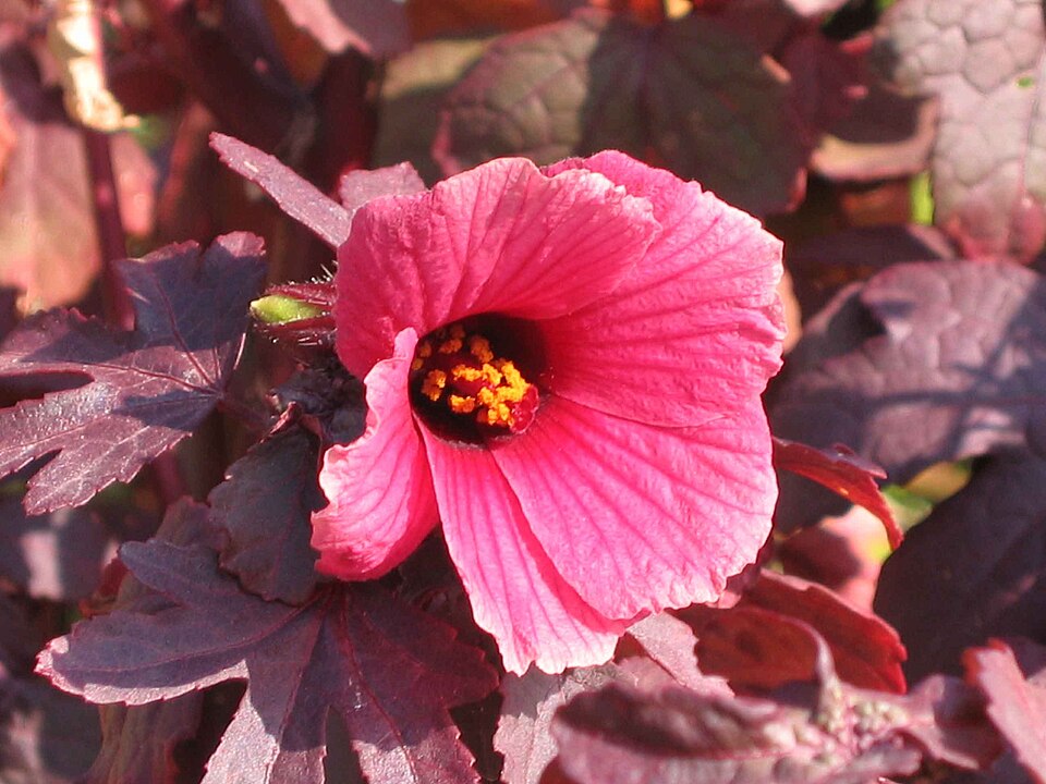 Cranberry hibiscus