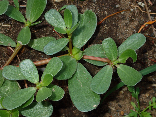 Purslane