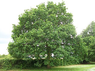 Red oak