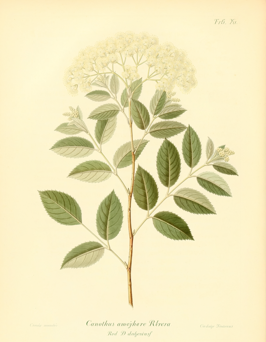 Rhodiola