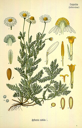 Roman chamomile
