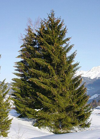 Spruce tips
