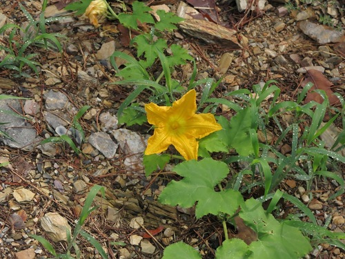 Summer squash