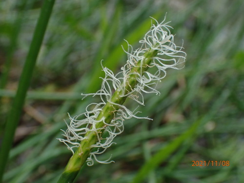 Water chestnut