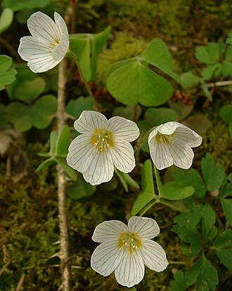 Wood sorrel