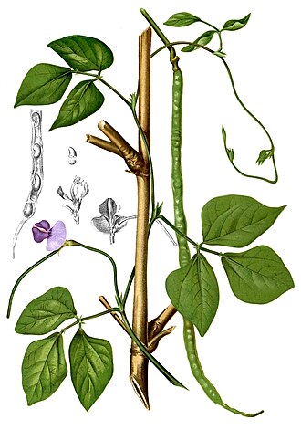 Yardlong bean