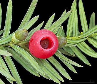 Yew